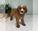 Small #2 Cavapoo