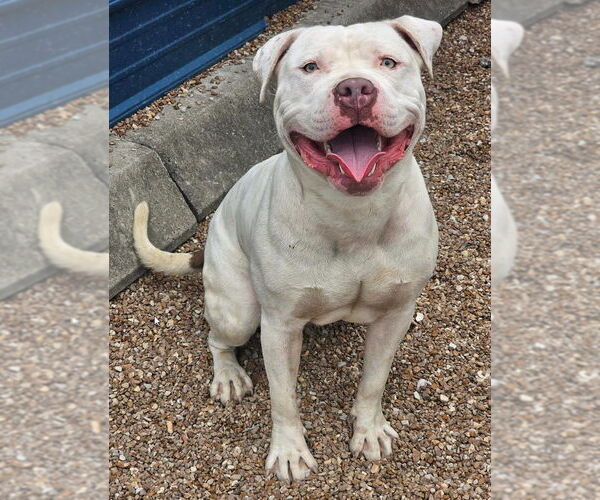 Medium Photo #1 American Pit Bull Terrier Puppy For Sale in St. Ann, MO, USA