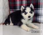 Small #1 Siberian Husky