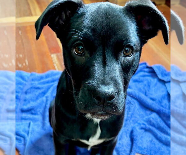 Medium Photo #7 Labrador Retriever-Unknown Mix Puppy For Sale in Canton, CT, USA