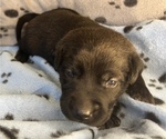 Small Photo #3 Labrador Retriever Puppy For Sale in OLIVE HILL, KY, USA