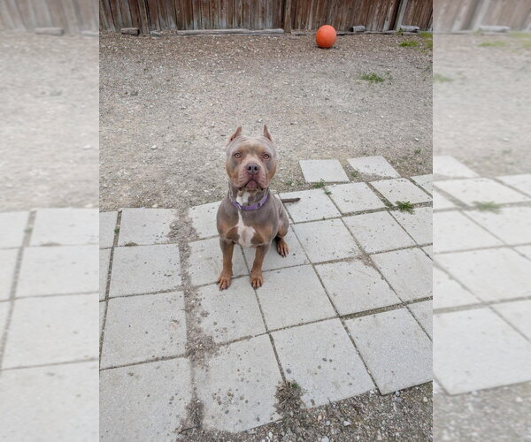 Medium Photo #3 American Pit Bull Terrier Puppy For Sale in Evansville, IN, USA