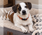 Small #4 Beagle Mix