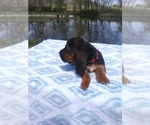 Small Photo #2 Basset Hound Puppy For Sale in PETERSBURG, IN, USA