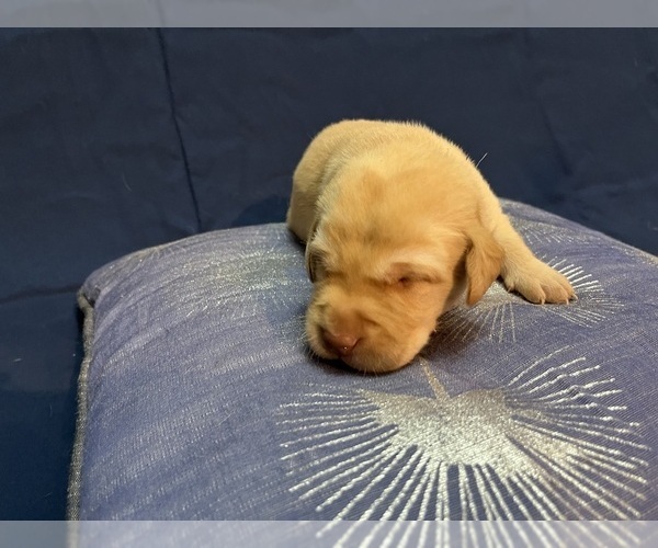 Medium Photo #33 Labrador Retriever Puppy For Sale in BARTLETT, IL, USA