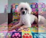 Small #3 Poodle (Miniature)