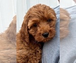 Small #2 Goldendoodle (Miniature)