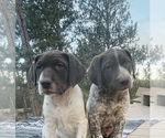 Small Photo #23 German Shorthaired Pointer Puppy For Sale in WOODLAND PARK, CO, USA