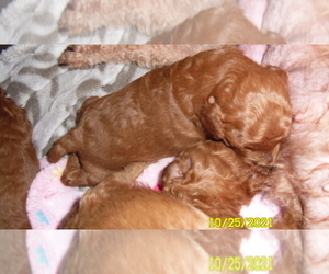 Poodle (Miniature) Puppy for sale in DULUTH, GA, USA