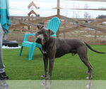 Small #2 American Pit Bull Terrier
