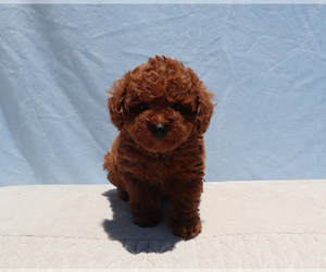Poodle (Toy) Puppy for sale in LOS ANGELES, CA, USA