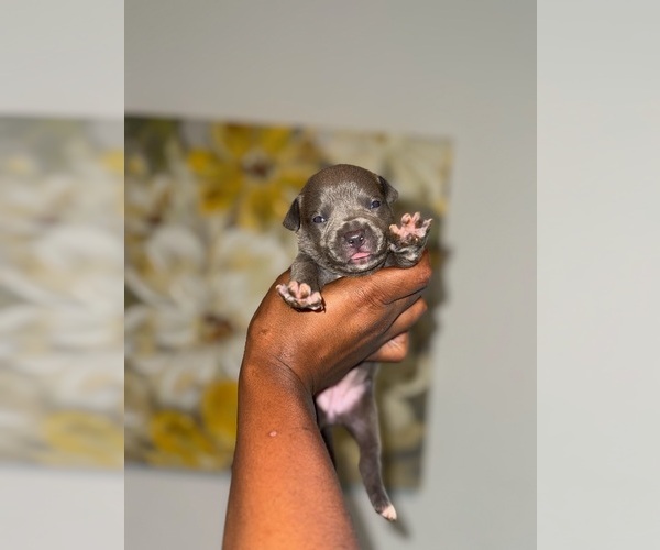 Medium Photo #2 American Bully Puppy For Sale in VON ORMY, TX, USA