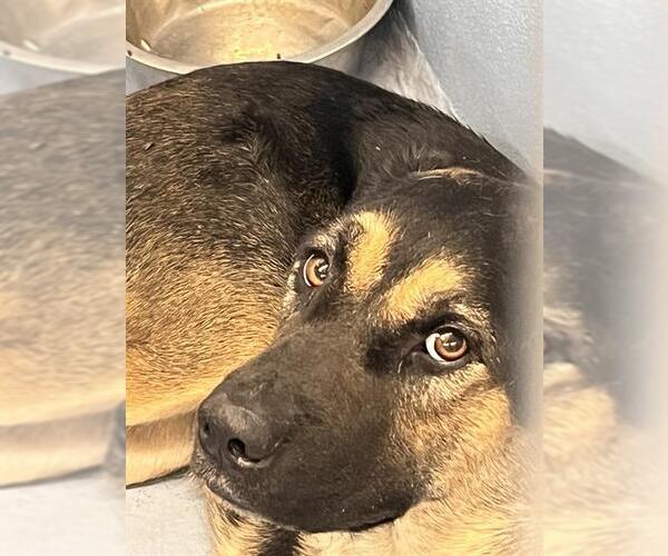 Medium Photo #2 German Shepherd Dog Puppy For Sale in Downey, CA, USA