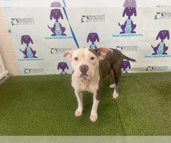 Medium Photo #1 American Pit Bull Terrier Puppy For Sale in Orlando, FL, USA