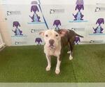 Small American Pit Bull Terrier