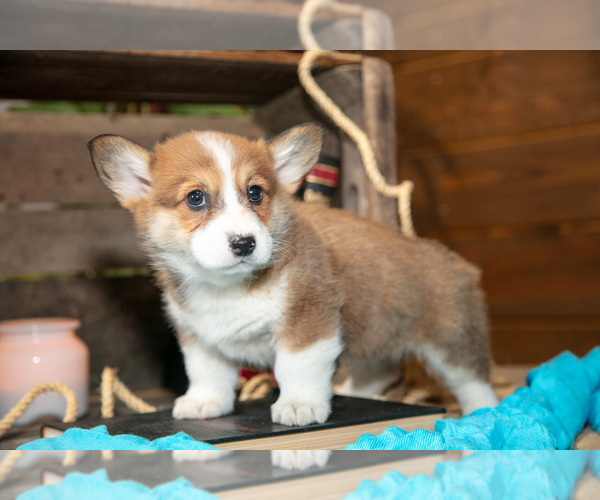 Medium Photo #3 Pembroke Welsh Corgi Puppy For Sale in WAKARUSA, IN, USA