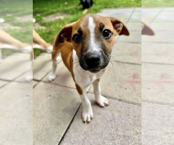 Medium Photo #2 American Pit Bull Terrier-Unknown Mix Puppy For Sale in New York, NY, USA
