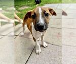 Small #1 American Pit Bull Terrier Mix