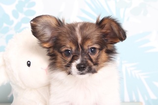 Papillon Puppy for sale in NAPLES, FL, USA