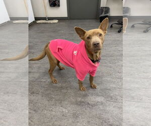 Mutt Dogs for adoption in Plainfield, IL, USA