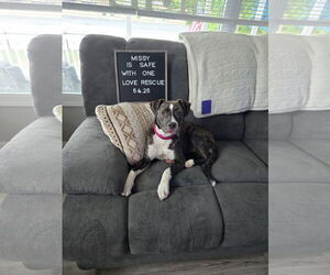 Mutt Dogs for adoption in Mount Laurel, NJ, USA
