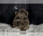 Small Photo #93 Yorkipoo Puppy For Sale in WARSAW, IN, USA
