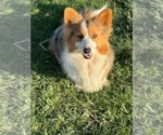Small Photo #1 American Corgi Puppy For Sale in DENVER, IA, USA