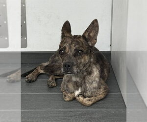 Chihuahua-Unknown Mix Dogs for adoption in San Bernardino, CA, USA