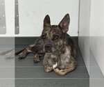 DEZIE - Female Chihuahua-Unknown Mix Dog for Adoption - Small photo
