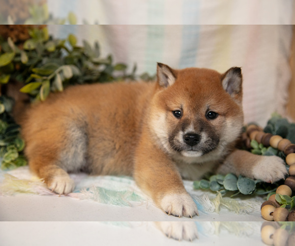 Medium Photo #2 Shiba Inu Puppy For Sale in TOPEKA, IN, USA