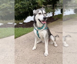 CELESTE - Female Siberian Husky Dog for Adoption - Photo #2