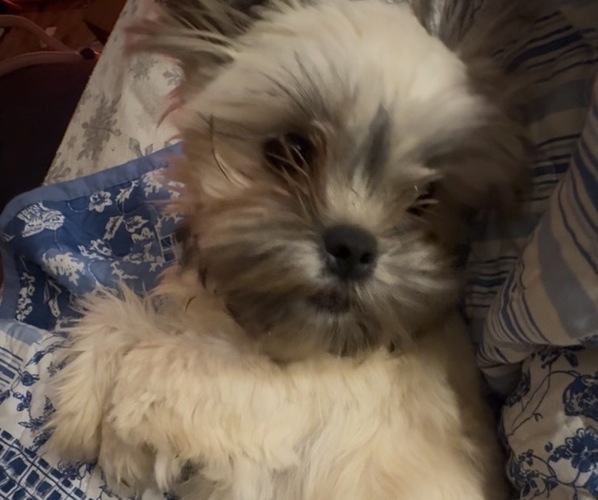 Medium Photo #1 Mal-Shi Puppy For Sale in INDIANA, PA, USA