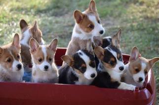 Pembroke Welsh Corgi Puppy for sale in GREENVILLE, OH, USA