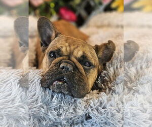 French Bulldog Dogs for adoption in Bon Carbo, CO, USA