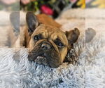 Small Photo #1  Puppy For Sale in , 