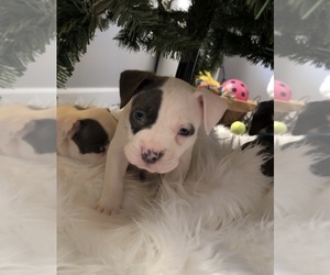 American Pit Bull Terrier Puppy for sale in MOORESBURG, TN, USA