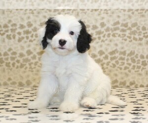 Miniature Bernedoodle Puppy for sale in DENVER, PA, USA