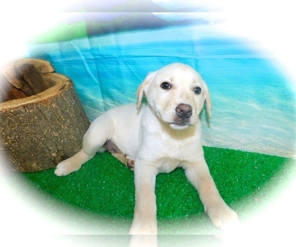 Medium Photo #2 Collie-Labrador Retriever Mix Puppy For Sale in HAMMOND, IN, USA