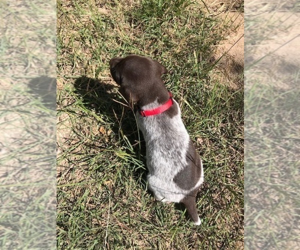 Medium Photo #2 German Shorthaired Pointer Puppy For Sale in BOERNE, TX, USA