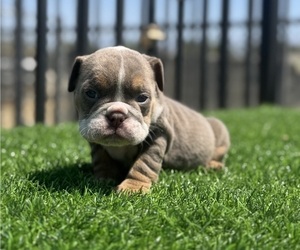 English Bulldog Puppy for sale in CHICAGO, IL, USA