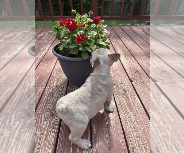 Medium Photo #28 French Bulldog Puppy For Sale in KANSAS CITY, MO, USA