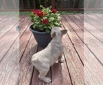 Small Photo #9 French Bulldog Puppy For Sale in KANSAS CITY, MO, USA