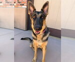Small #15 German Shepherd Dog Mix