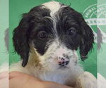 Small #4 Spaniel Mix