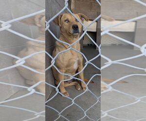Siberian Husky-Unknown Mix Dogs for adoption in Las Vegas, NM, USA