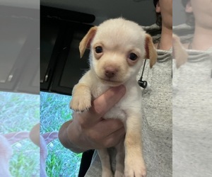 Chihuahua Puppy for sale in WASHINGTON, DC, USA