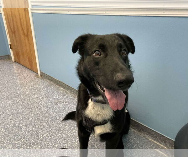 Medium Photo #3 Labrador Retriever-Unknown Mix Puppy For Sale in Spring Lake, NC, USA