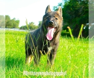 German Shepherd Dog-Siberian Husky Mix Puppy for sale in MULBERRY, FL, USA