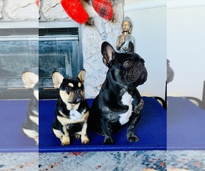 French Bulldog Litter for sale in APPLE VALLEY, CA, USA