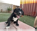 Small Photo #17 American Bully-American Pit Bull Terrier Mix Puppy For Sale in PHOENIX, AZ, USA